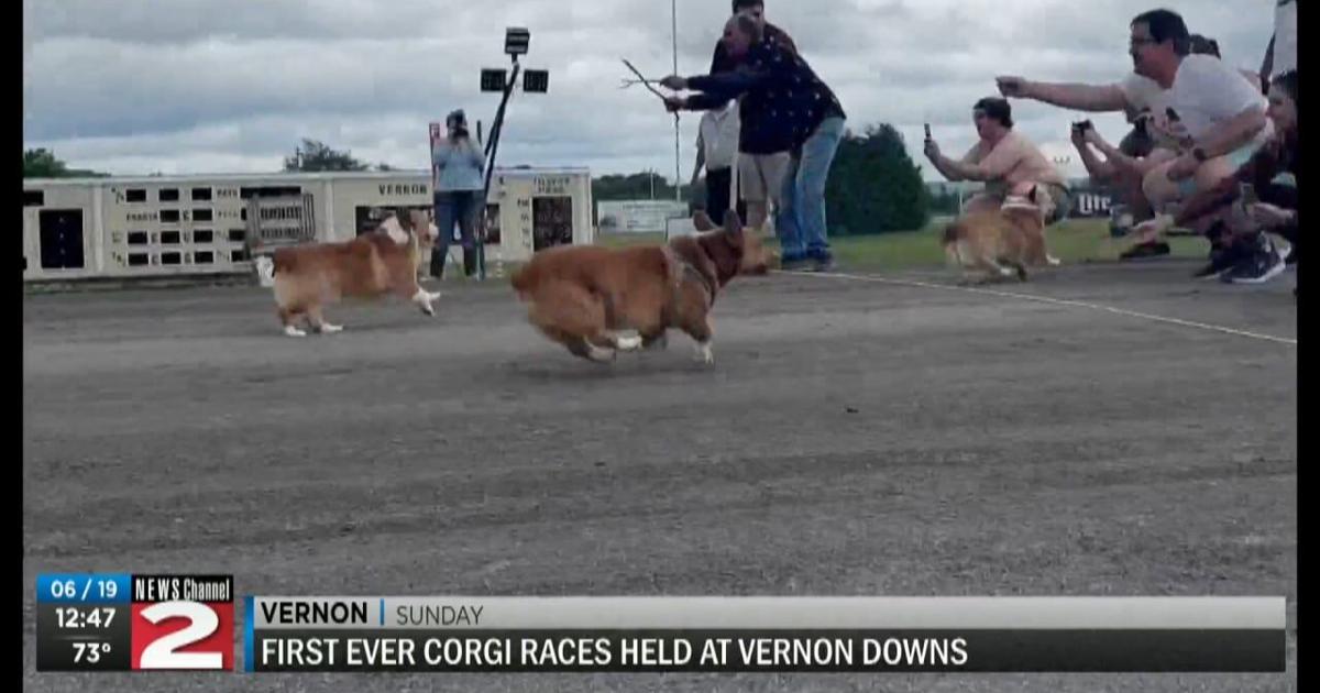 Corgi Races Nfl Corgis Race on Father's Day at Vernon Downs | Local | wktv.com