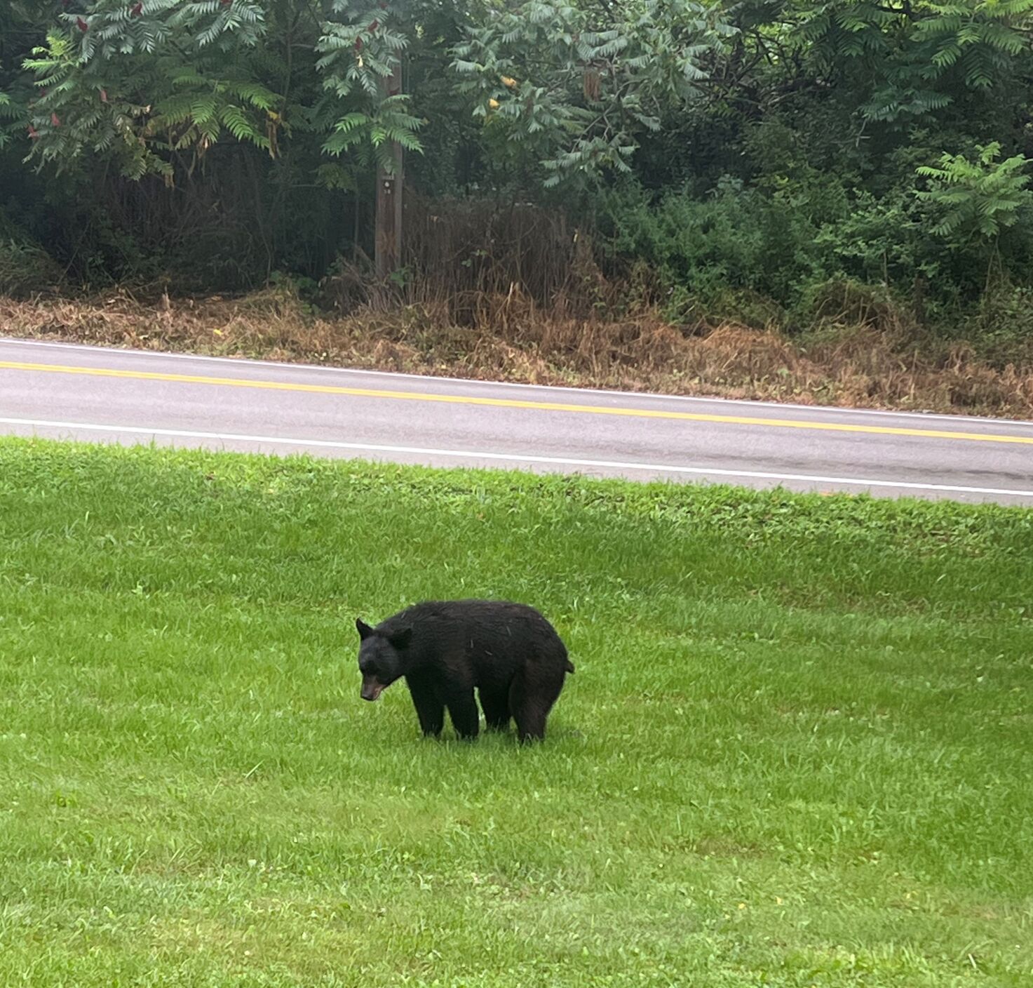 Morning Bear Sighting On Rt 171 In Frankfort News Wktv Com   64c03917b02a4.image 