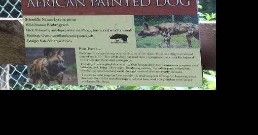 Utica Zoo Hosts 3rd Annual African Painted Dog Day - Vimarsana News