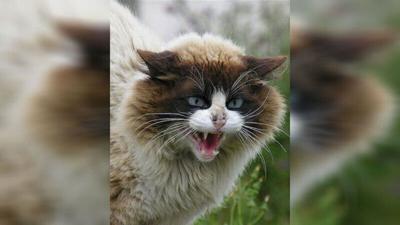2 people, 2 dogs exposed to rabid cat in Marcy