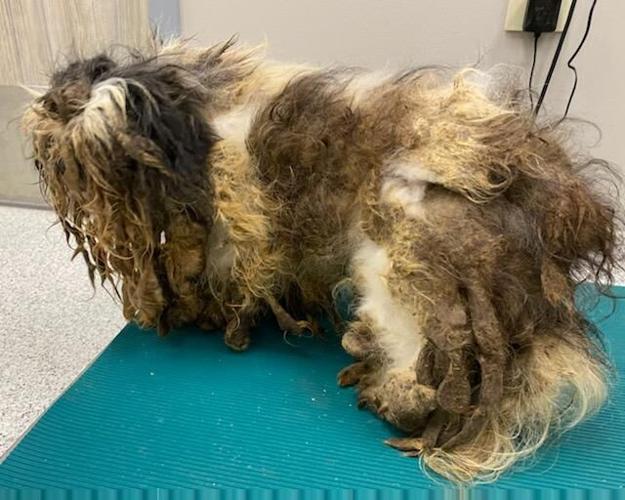 2 Otsego County women charged after several neglected cats, dogs found in abandoned trailer | Crime 2 Otsego County women charged after several neglected cats, dogs found in abandoned trailer | Crime