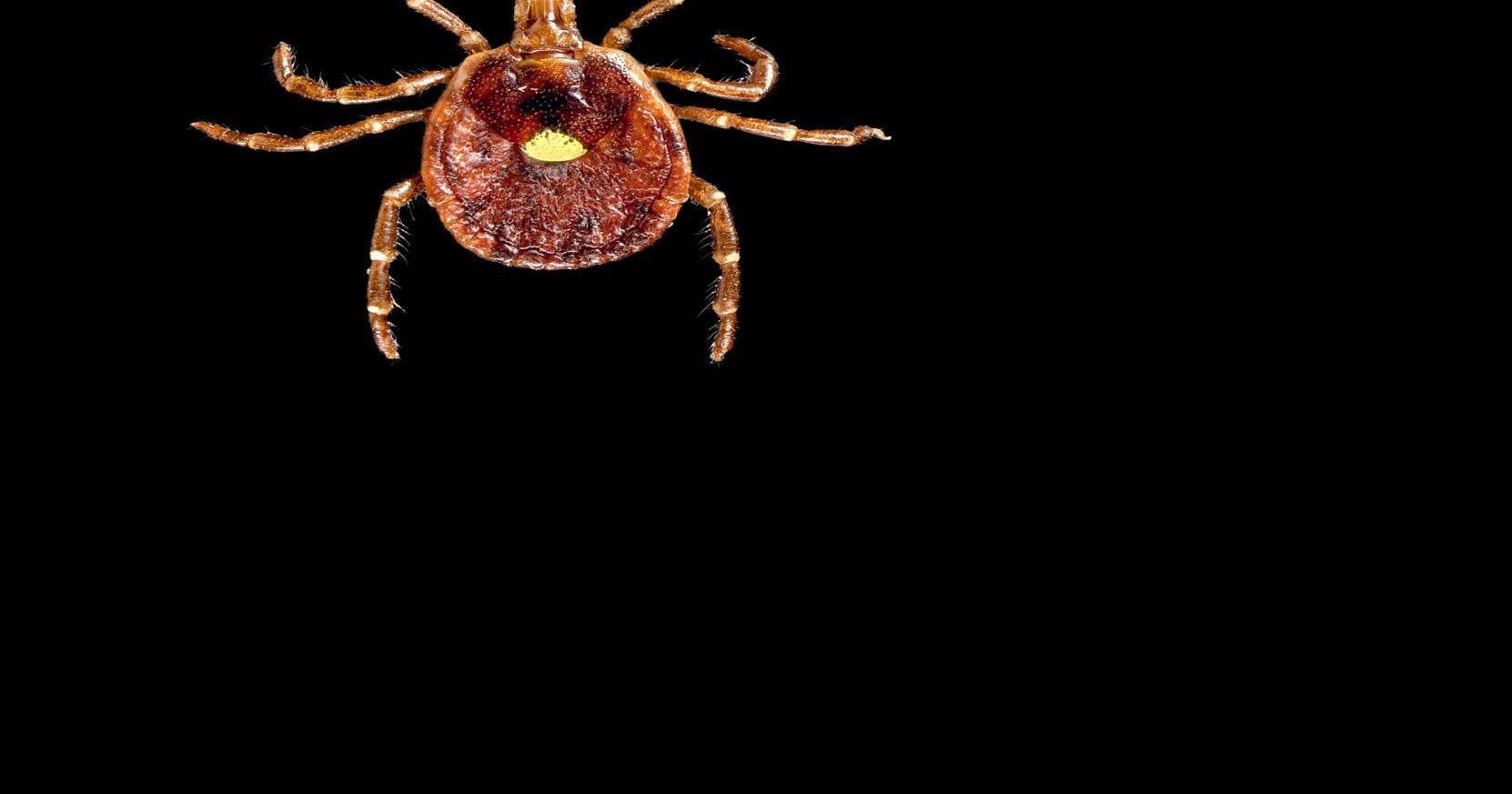 New York Issues Warning on Lyme Disease as Warm Weather Approaches