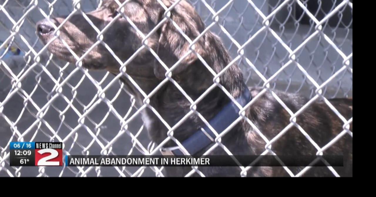 Dog Abandonment in Herkimer News