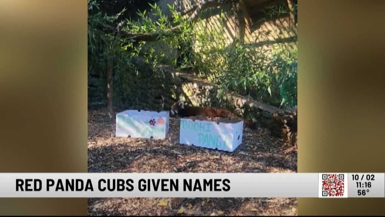 Utica Zoo Names New Red Panda Cubs | Entertainment | wktv.com