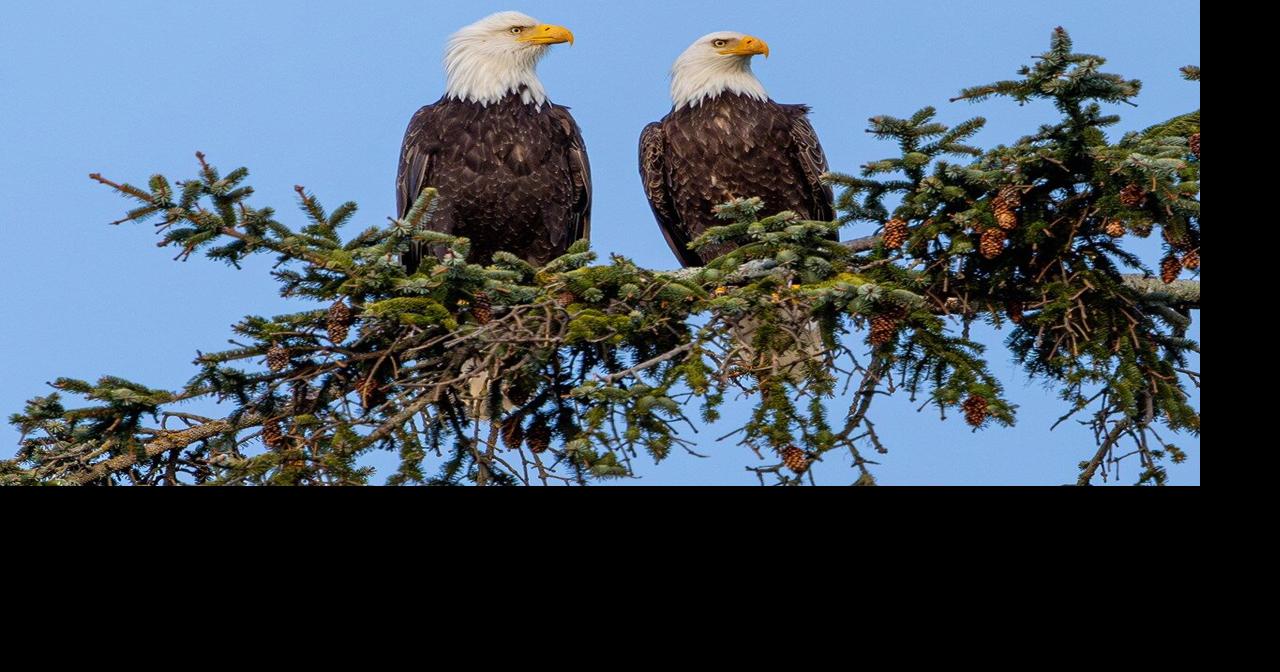 Turkey Run State Park to host their Eagles in Flight Weekend beginning January 23rd.