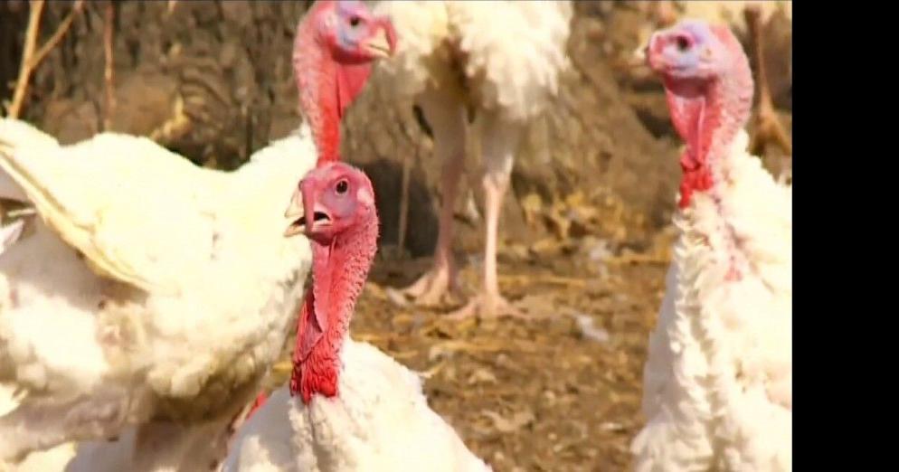Bird flu found in snow geese, suspected in turkey flock News