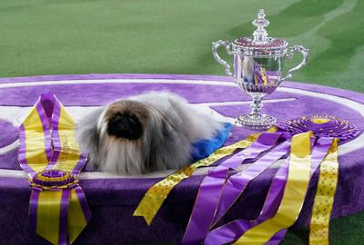 Here's how to watch this year's Westminster Kennel Club Dog Show