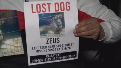 Missing dog Zeus