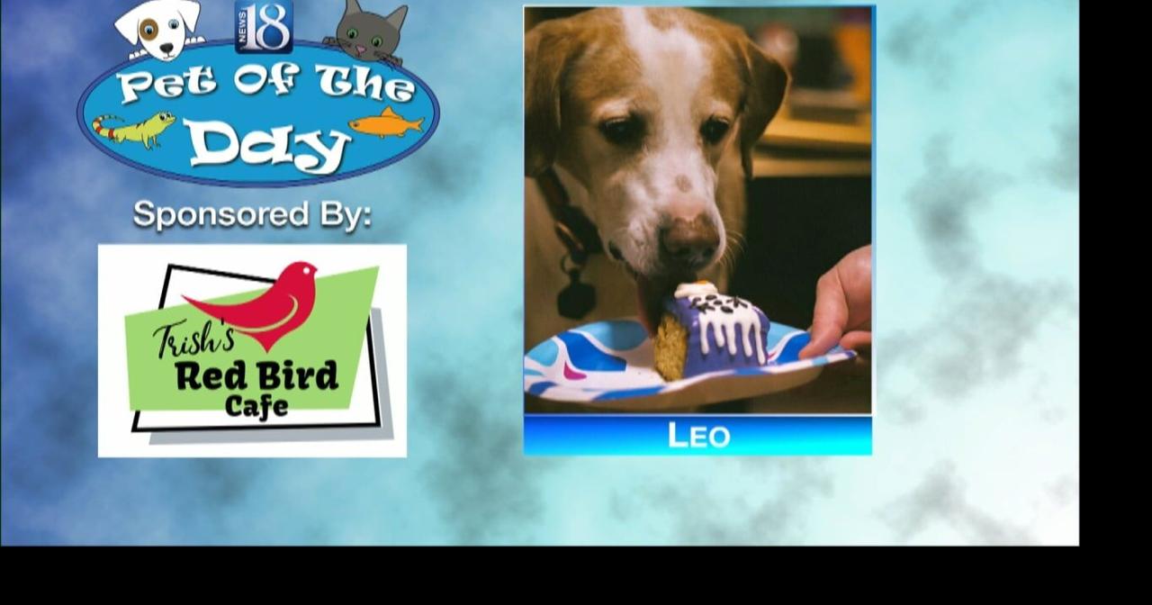 Pet of the Day for June 12: Leo | Video | wlfi.com