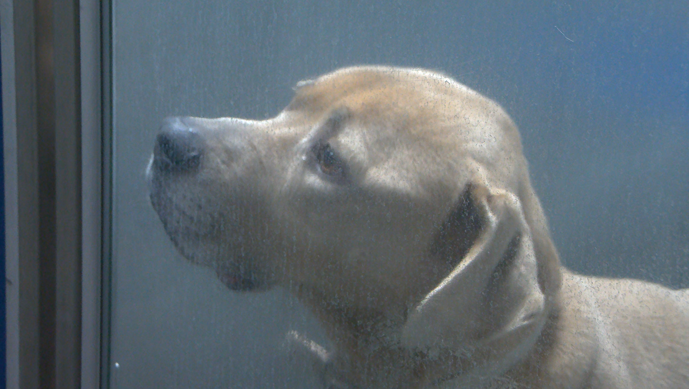 Humane World shares pet safety advice as storm hits Indiana | News | wlfi .com