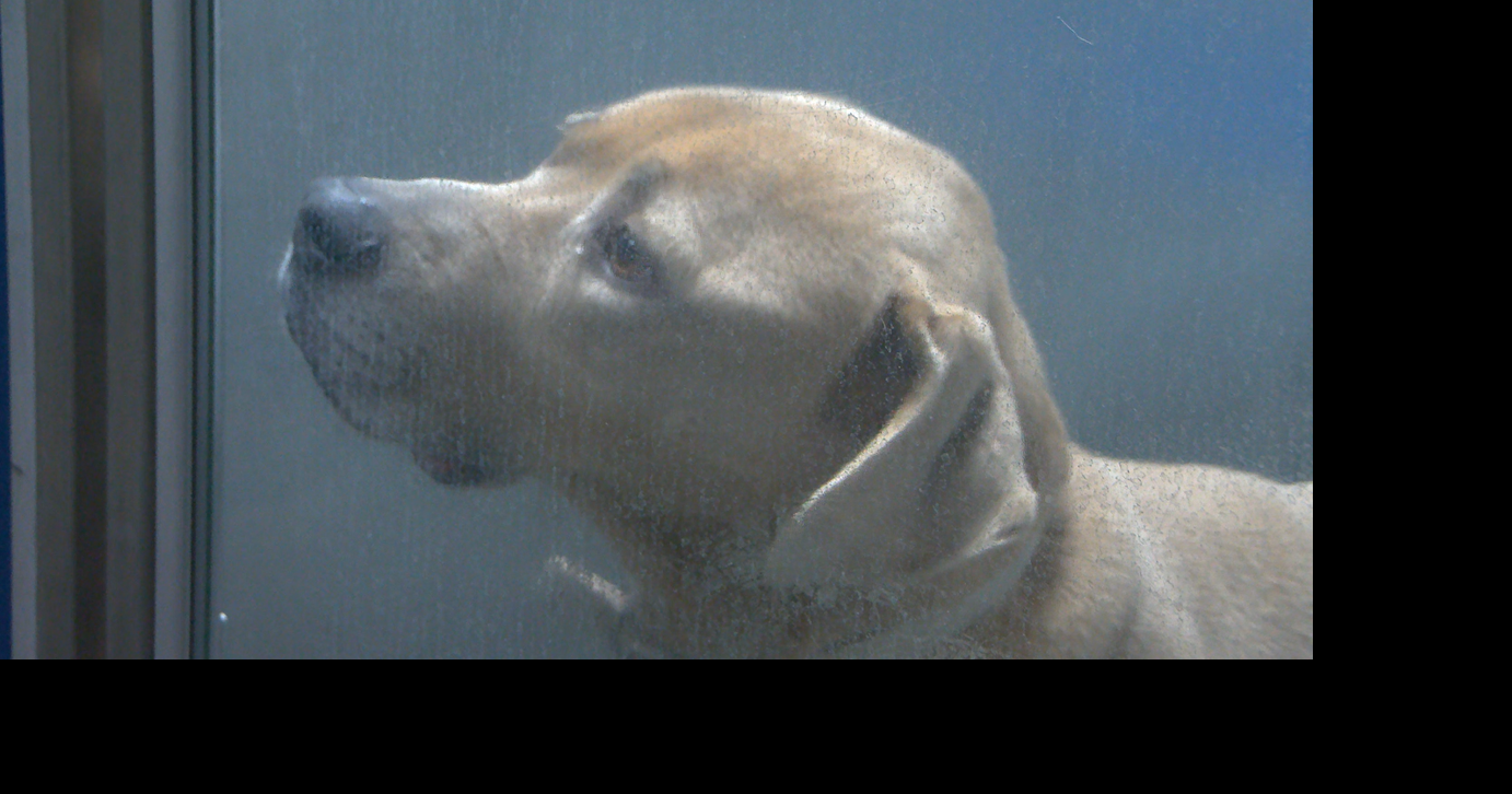 Humane World shares pet safety advice as storm hits Indiana