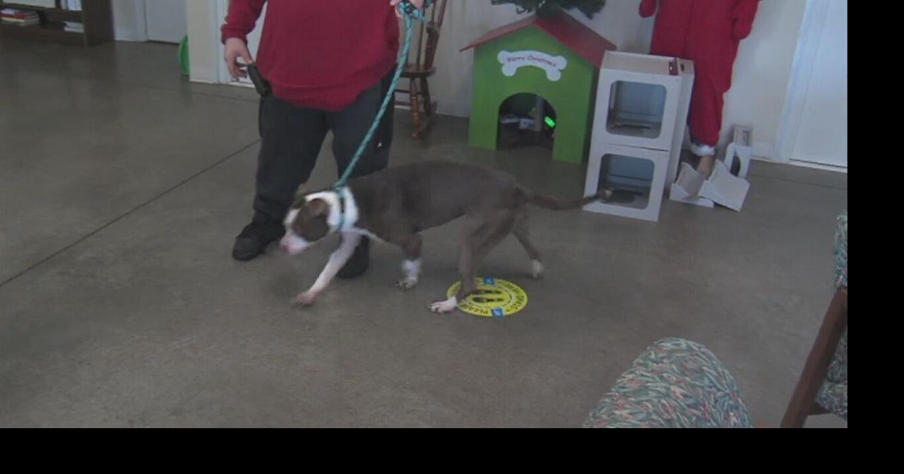 Terre Haute Humane Society raises thousands in Betty White Challenge