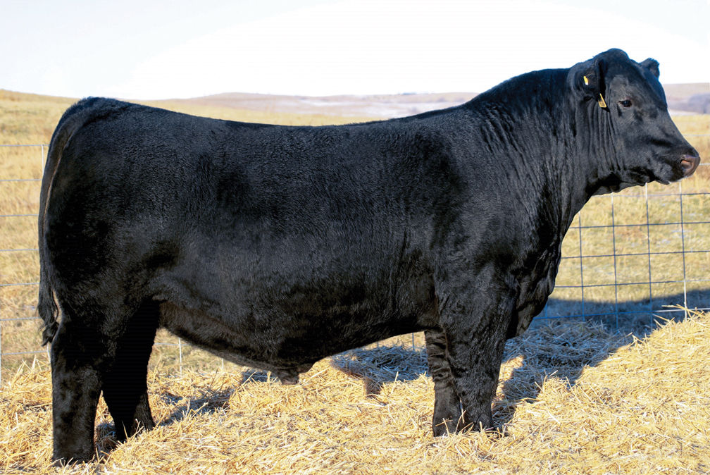 Record $800,000 paid for Angus bull