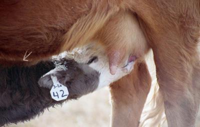 Health and management of the nursing calf