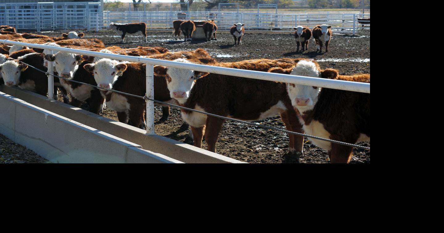 Strategic Feedlot Bedding