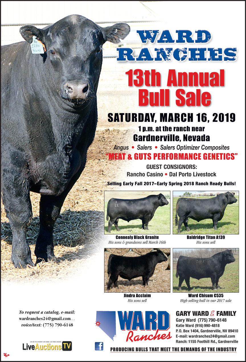 Rancho Casino Bull Sale