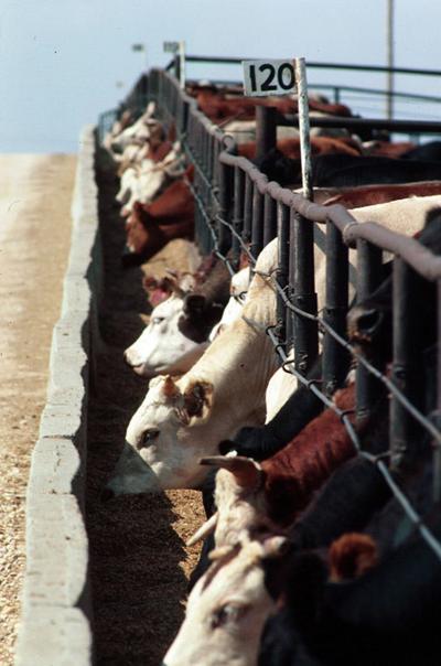 Feedlot cattle generic 1