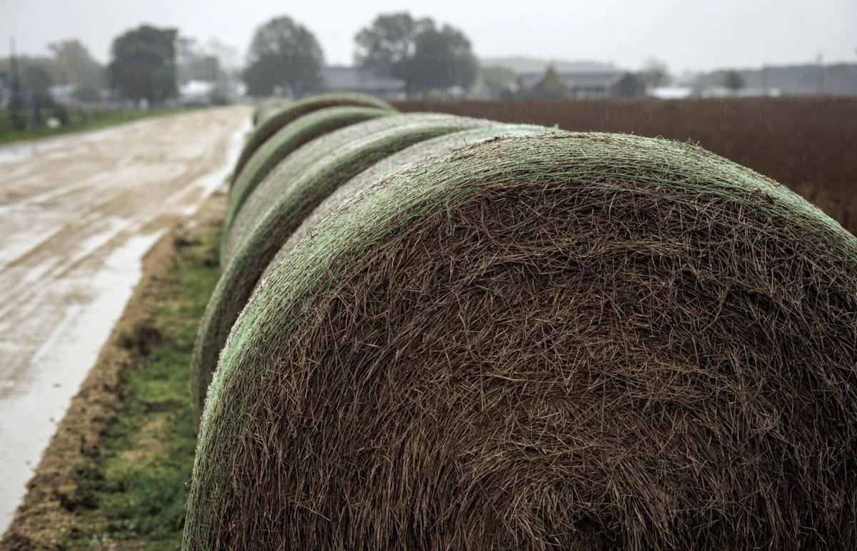Burning your bottom line: How hot hay changes forage quality