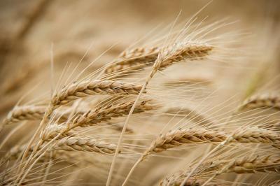 Wet conditions can cause ergot poisoning