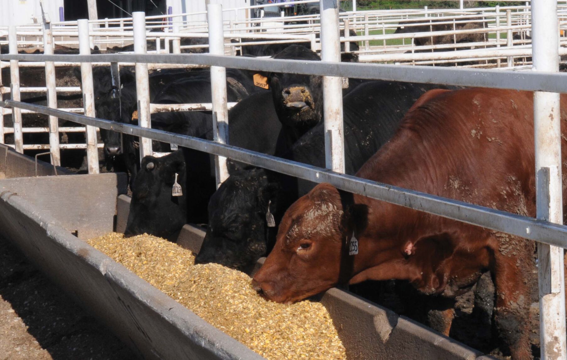 The Importance Of Feed Efficiency In Beef Cattle | Top Headlines | Wlj.net