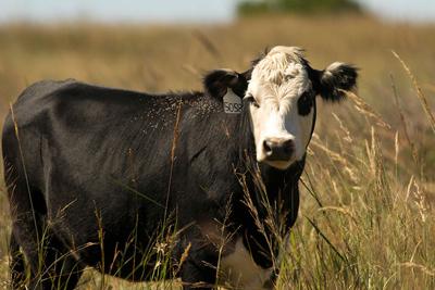 The skinny on cow weight maintenance and forage intake