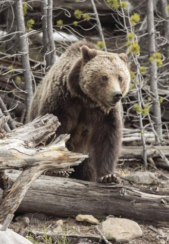 Feds identify preferred plan to reintroduce grizzly bears in North