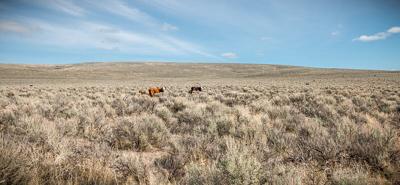 Steens mountain grazing cattle