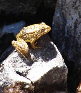 Yellow-legged frog on rock by Kuyper