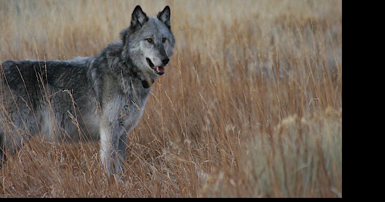 Wolf depredations down for fiscal year 2020 in Idaho | Top Headlines ...