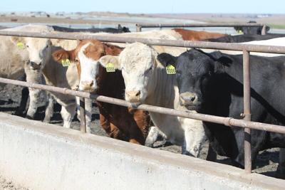 iowa cattle in feedlot