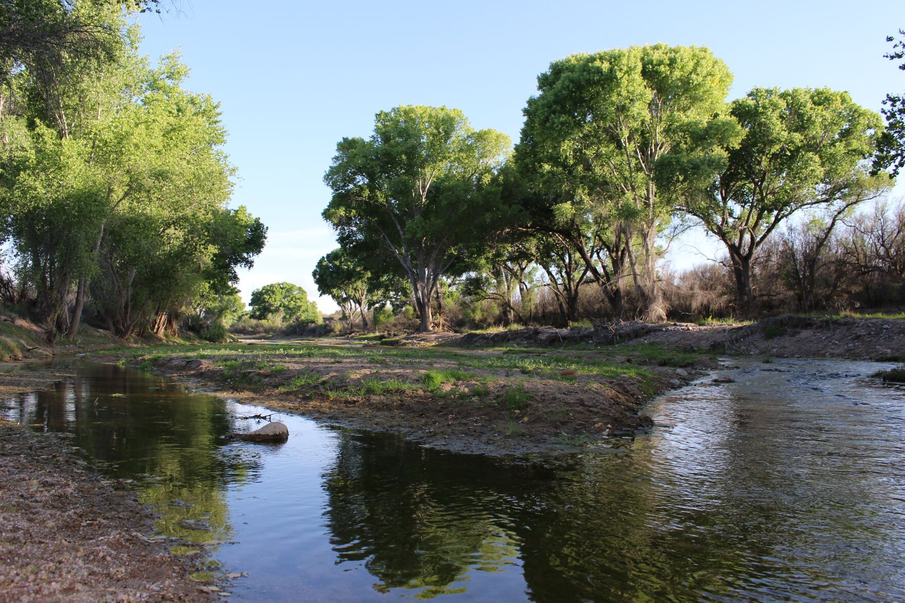 Livestock Grazing Authorized In Arizona Conservation Area | Top ...