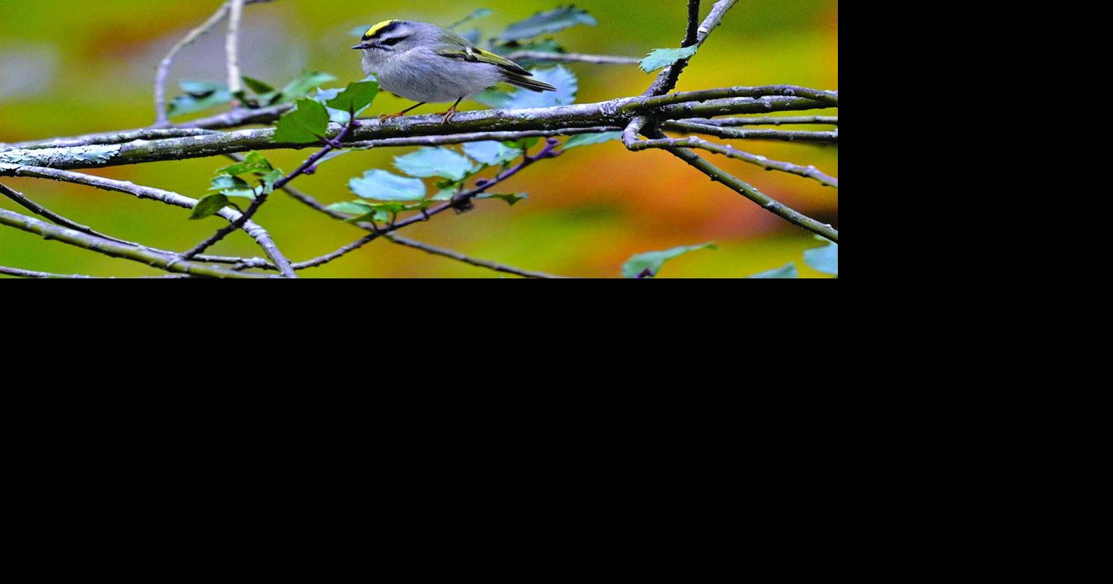 The Naturalist laces up the holiday boots and hits the trail