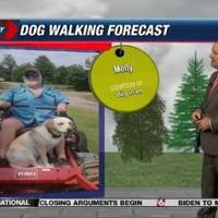 Dog walking forecast | Weather Dog walking forecast | Weather