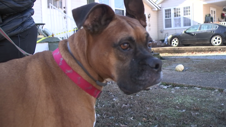 Dog saves Murray woman from house fire ahead of Christmas | News | WPSD ...