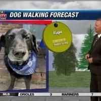 Dog walking forecast 7.5.24 | Weather Dog walking forecast 7.5.24 | Weather