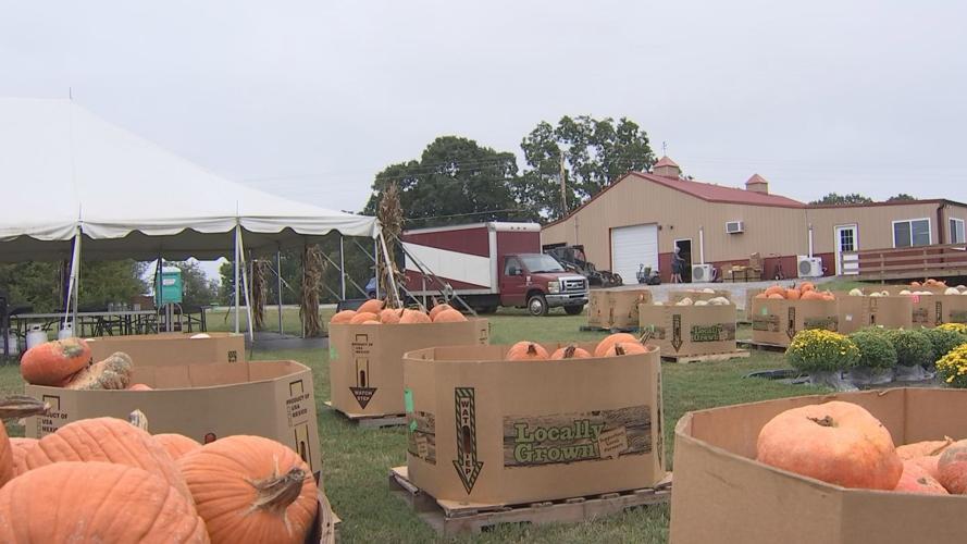 Pumpkin season back on track following temperature drop | Newsletter ...