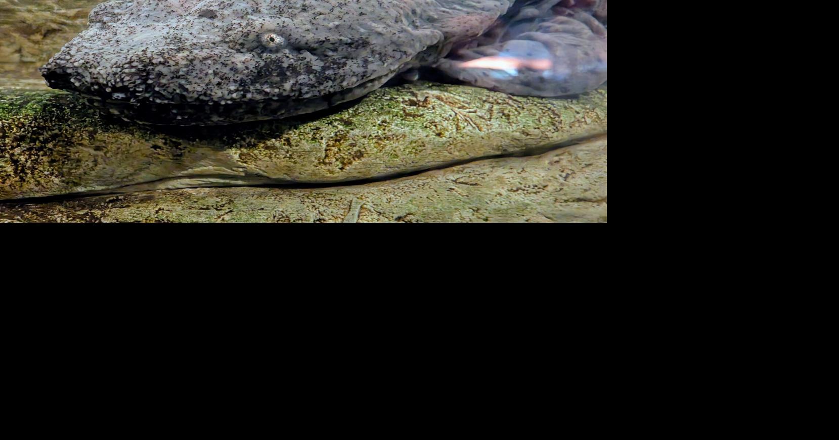 Kentucky Fish and Wildlife releases juvenile hellbenders back into the wild