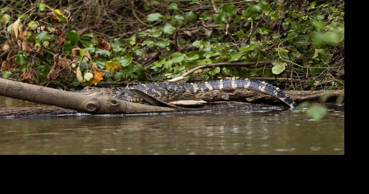 Alligator caught in Murray, Kentucky
