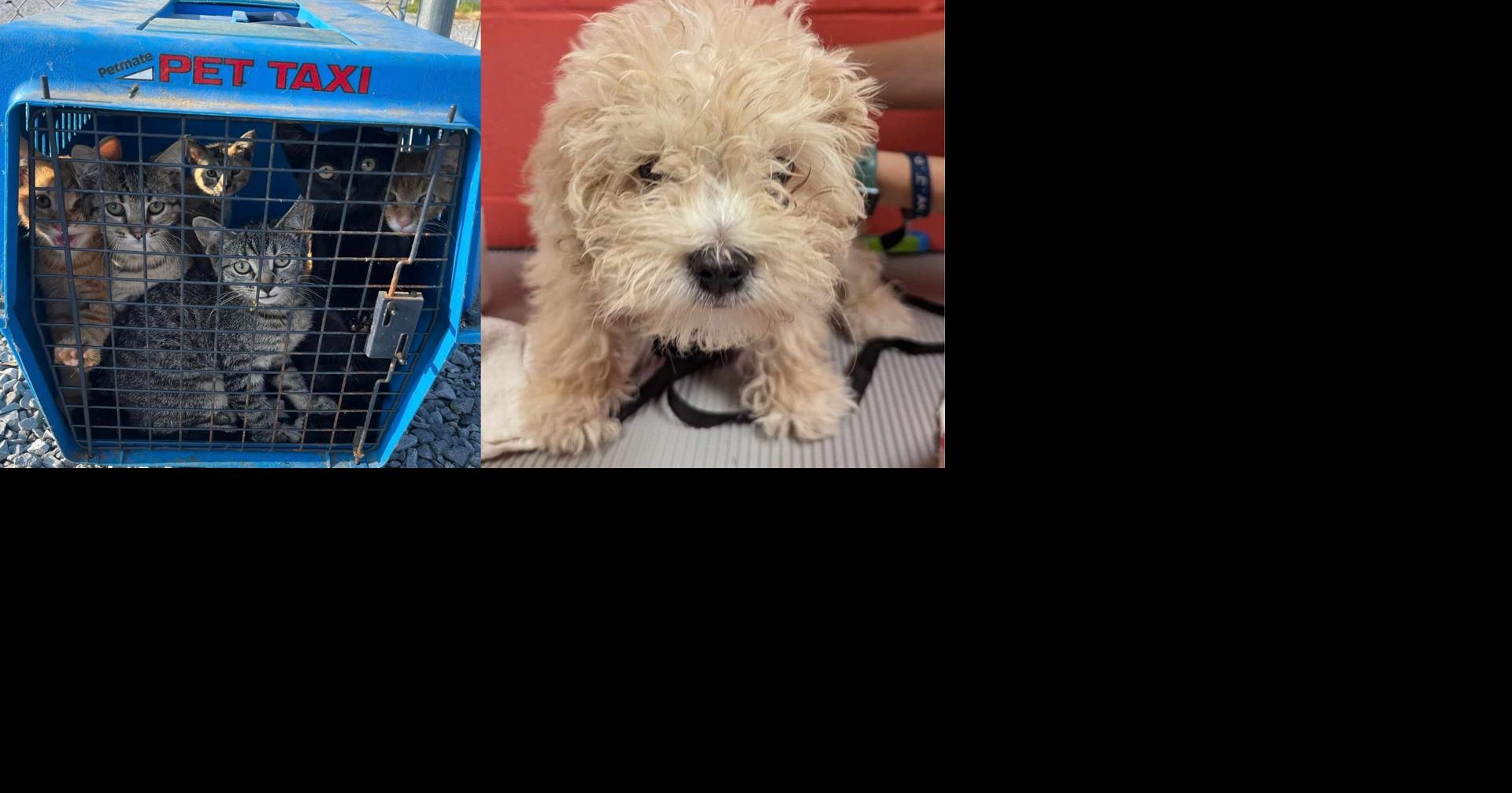 Animals abandoned in 90 degree weather outside closed humane society ...