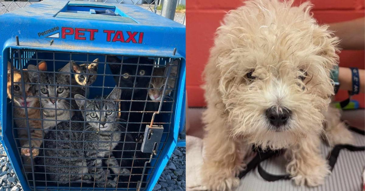 Animals abandoned in 90 degree weather outside closed humane society ...