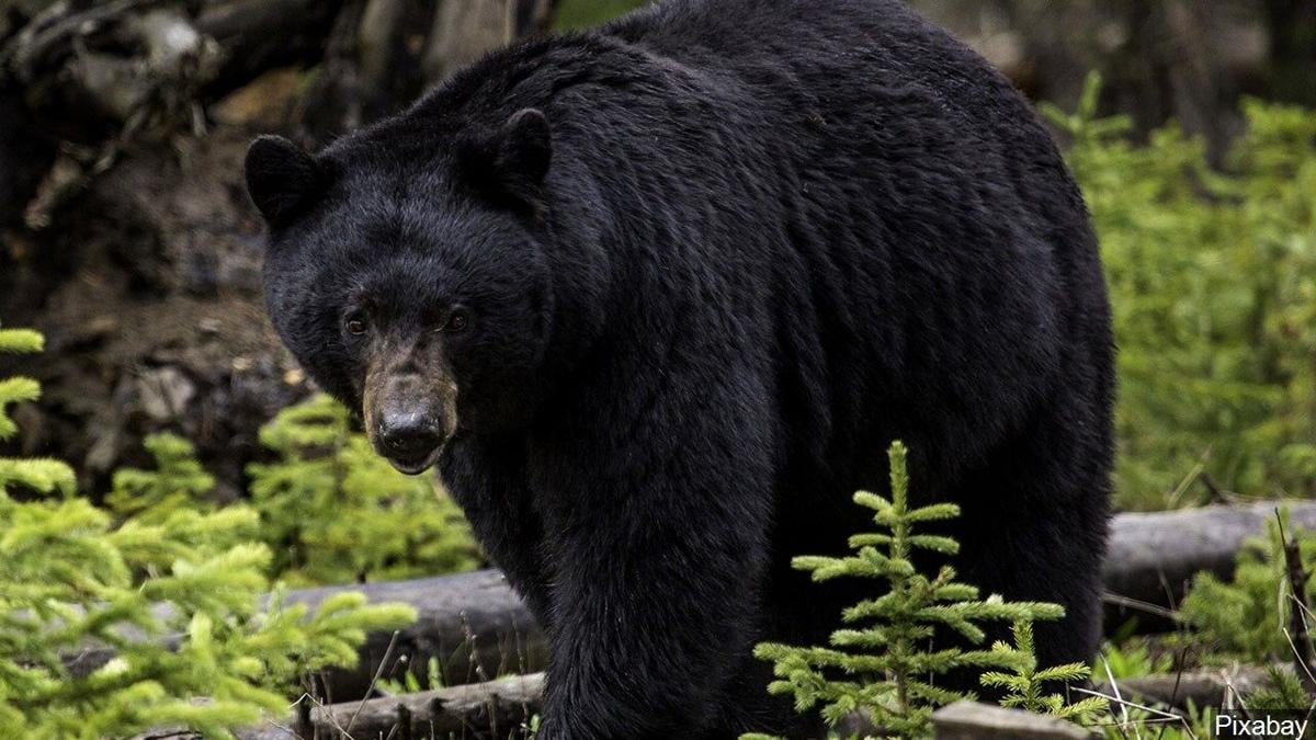 Black Bear sighting reported in Caldwell county, continues to travel