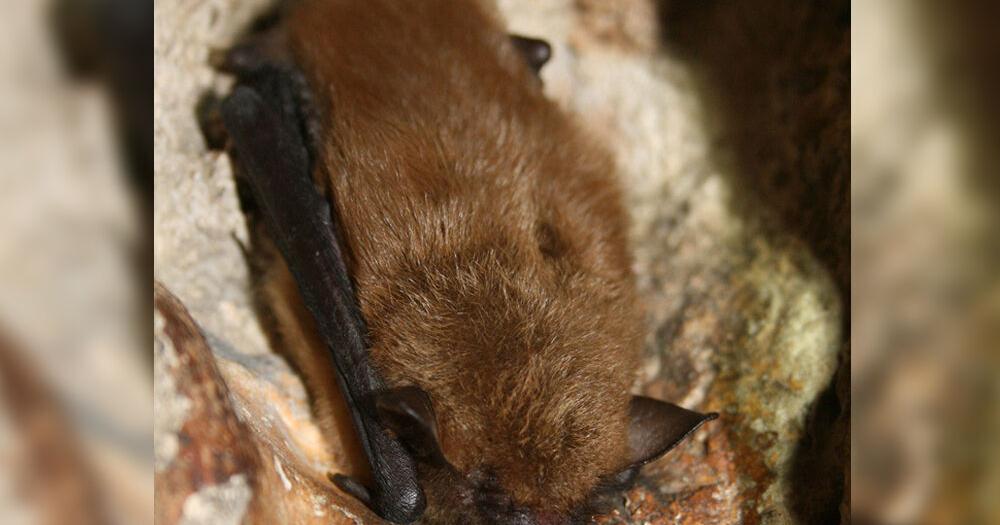 Illinois man dies after catching rabies from bat in state's first human