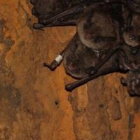 Banded Bat Shawnee National Forest discovers oldest banded bat in its history ...