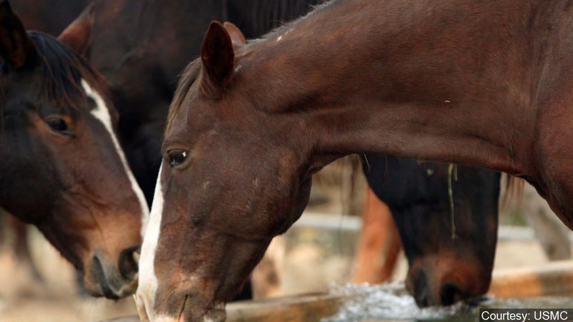 Authorities find 15 horses fatally shot in eastern Kentucky | News | WPSD Local 6