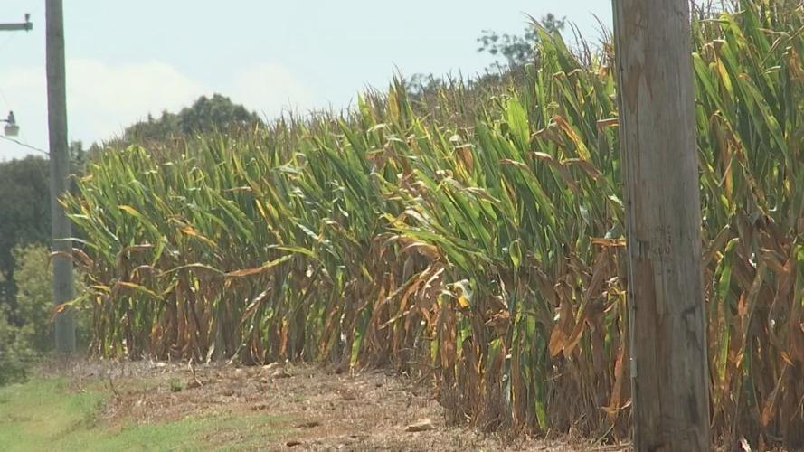 Corn and soybean yields hit hard in Kentucky as weather conditions ...