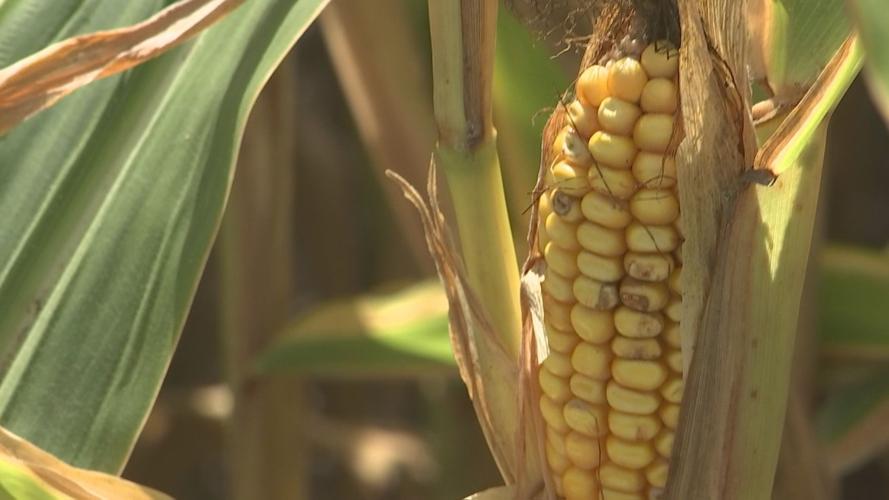 Corn and soybean yields hit hard in Kentucky as weather conditions ...