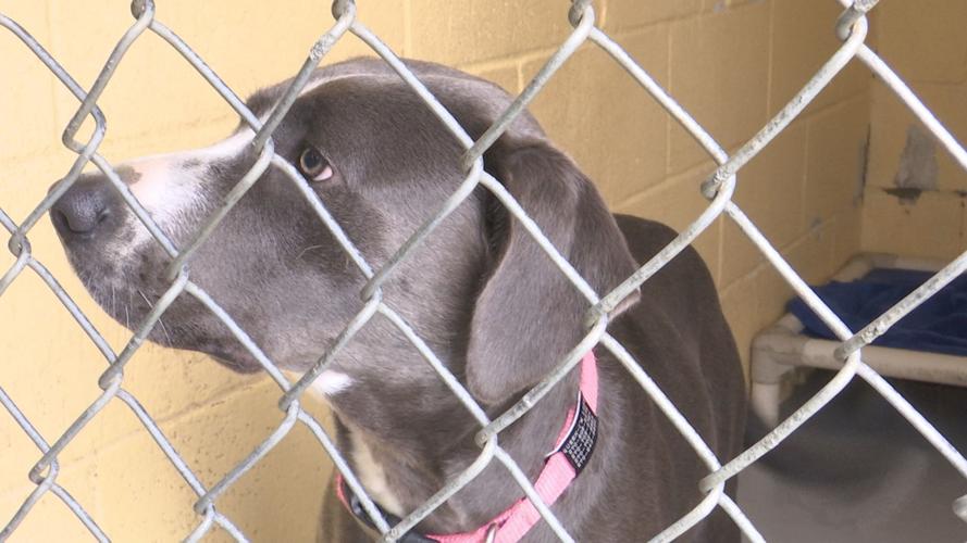 MayfieldGraves County Animal Shelter shares impact of COVID19 News