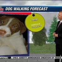 Dog walking forecast 7.8.24 | Weather Dog walking forecast 7.8.24 | Weather