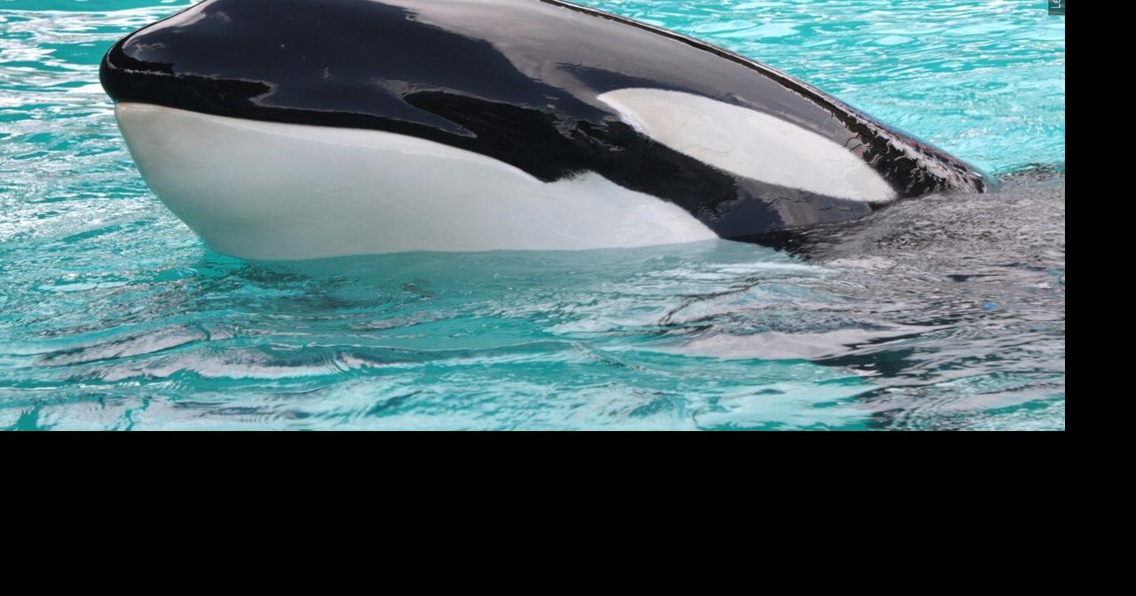 ‘Free Kshamenk’: The campaign to release the last captive orca in Latin ...