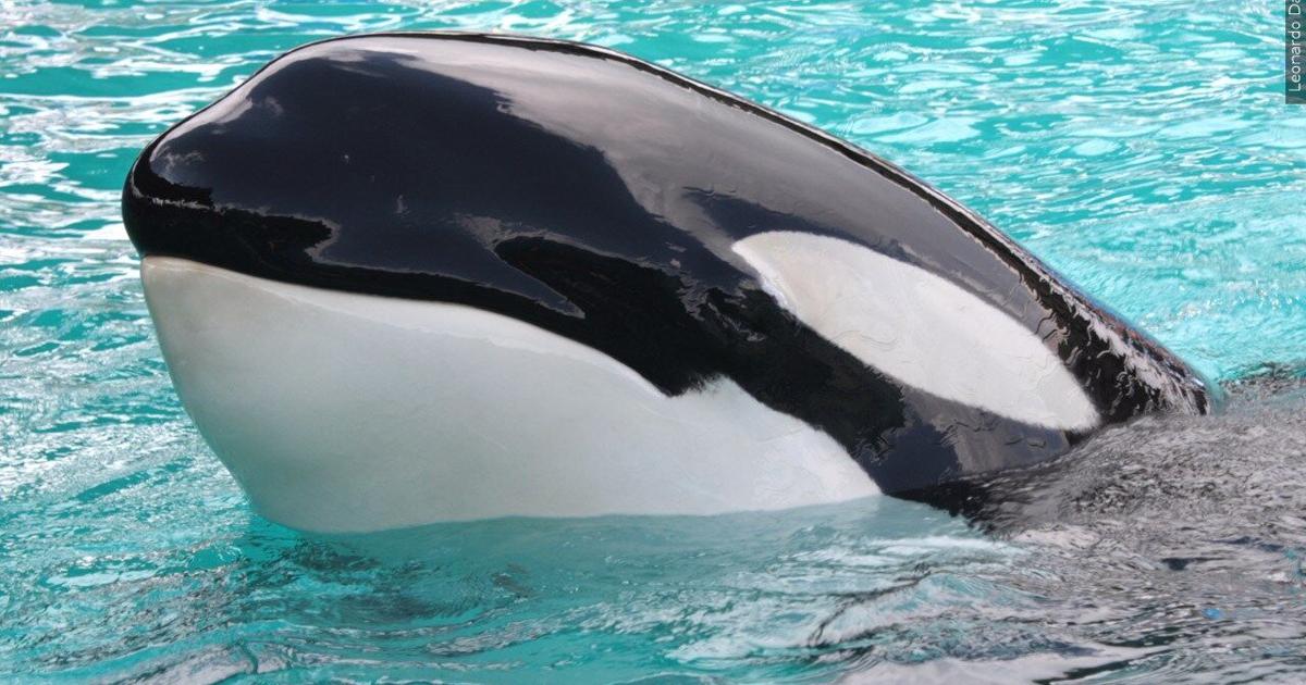 Orca Tag ‘Free Kshamenk’: The campaign to release the last captive orca in Latin ...